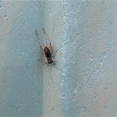 Trigonidium sp. (genus) at Lyons, ACT - 11 Dec 2024 09:34 AM