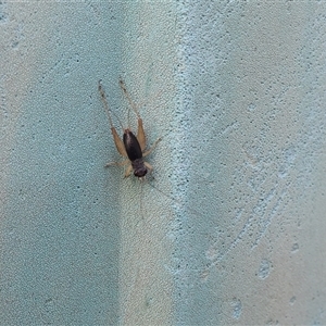 Trigonidium sp. (genus) at Lyons, ACT - 11 Dec 2024