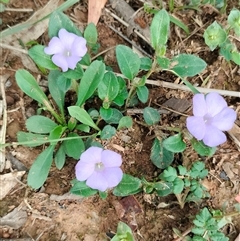 Brunoniella australis (Blue Trumpet) at Orangeville, NSW - 11 Dec 2024 by belleandjason