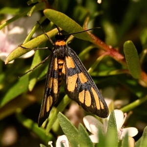 Amata (genus) at Acton, ACT - 11 Dec 2024 10:18 AM