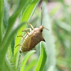 Oechalia schellenbergii (Spined Predatory Shield Bug) at Lyons, ACT - 11 Dec 2024 by ran452