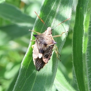 Oechalia schellenbergii at Lyons, ACT - 11 Dec 2024