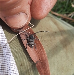 Ancita sp. (genus) (Longicorn or longhorn beetle) at Bermagui, NSW - 11 Dec 2024 by TheCrossingLand