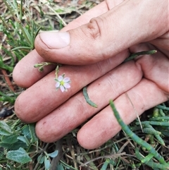 Unidentified Other Wildflower or Herb at Bermagui, NSW - 11 Dec 2024 by TheCrossingLand