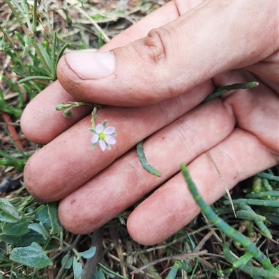 Unidentified Other Wildflower or Herb at Bermagui, NSW - 11 Dec 2024 by TheCrossingLand