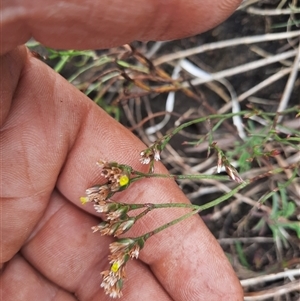 Limonium australe at Bermagui, NSW - 11 Dec 2024