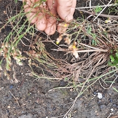 Limonium australe at Bermagui, NSW - 11 Dec 2024