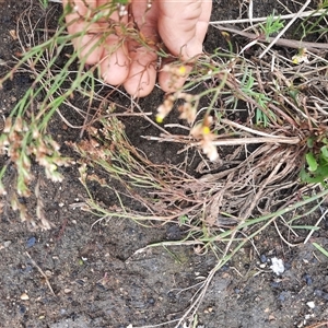 Limonium australe at Bermagui, NSW - 11 Dec 2024 02:05 PM