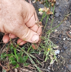 Limonium australe at Bermagui, NSW - 11 Dec 2024 02:05 PM