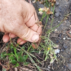 Limonium australe at Bermagui, NSW - 11 Dec 2024