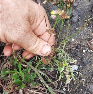 Limonium australe at Bermagui, NSW - 11 Dec 2024 02:05 PM