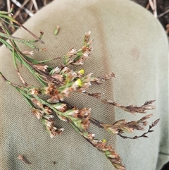 Limonium australe at Bermagui, NSW - 11 Dec 2024