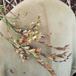 Limonium australe at Bermagui, NSW - 11 Dec 2024 02:05 PM