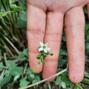 Samolus repens at Bermagui, NSW - 11 Dec 2024 02:02 PM