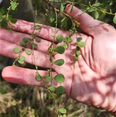 Phyllanthus gunnii at Bermagui, NSW - 11 Dec 2024 by TheCrossingLand