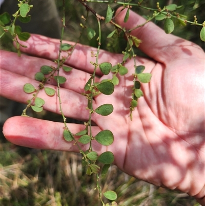 Phyllanthus gunnii at Bermagui, NSW - 11 Dec 2024 by TheCrossingLand