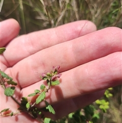 Prostanthera violacea at Bermagui, NSW - 11 Dec 2024 by TheCrossingLand