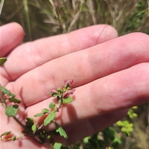 Prostanthera violacea at Bermagui, NSW by TheCrossingLand