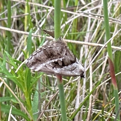 Dichromodes stilbiata (White-barred Heath Moth) at Rendezvous Creek, ACT - 9 Dec 2024 by Pirom