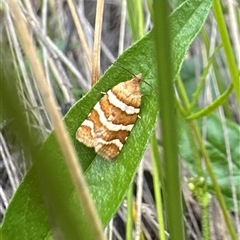 Subfurcatana subfurcatana (A Tortricid moth) at Rendezvous Creek, ACT - 9 Dec 2024 by Pirom