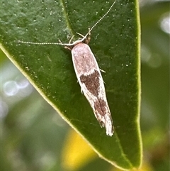 Stathmopoda megathyma (A concealer moth) at Ainslie, ACT - 7 Dec 2024 by Pirom