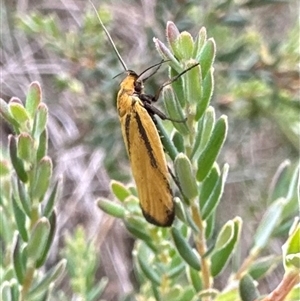 Poliorhabda auriceps (A Concealer moth (Wingia Group)) at Rendezvous Creek, ACT by Pirom