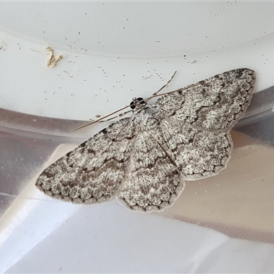 Psilosticha absorpta (Fine-waved Bark Moth) at Yass River, NSW - 11 Dec 2024 by SenexRugosus