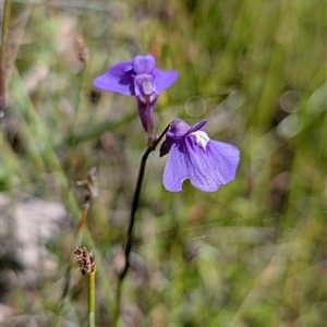 Utricularia dichotoma (Fairy Aprons, Purple Bladderwort) at Laggan, NSW by mainsprite