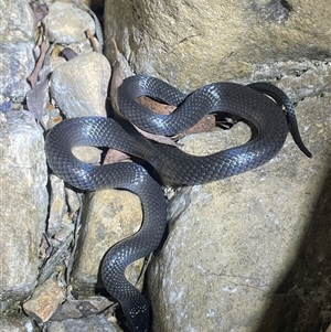 Cryptophis nigrescens at Cotter River, ACT - 6 Dec 2024