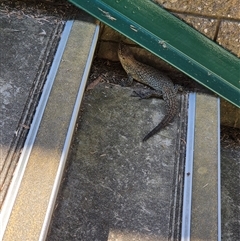 Egernia cunninghami (Cunningham's Skink) at Bruce, ACT - 10 Dec 2024 by SnowSkink