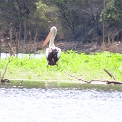 Pelecanus conspicillatus (Australian Pelican) at Burra, NSW - 4 Dec 2024 by MB