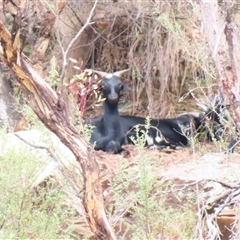 Capra hircus (Wild Goat) at Burra, NSW - 4 Dec 2024 by MB