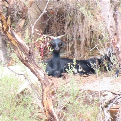 Capra hircus (Wild Goat) at Burra, NSW - 4 Dec 2024 by MB