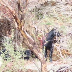 Capra hircus at Burra, NSW - 4 Dec 2024 09:19 AM