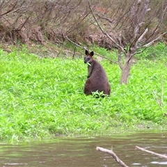 Wallabia bicolor (Swamp Wallaby) at Burra, NSW - 4 Dec 2024 by MB