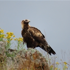 Aquila audax (Wedge-tailed Eagle) at Burra, NSW - 3 Dec 2024 by MB