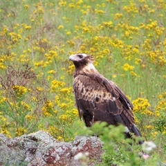 Aquila audax at Burra, NSW - 4 Dec 2024 09:42 AM