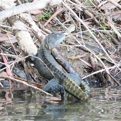 Intellagama lesueurii howittii (Gippsland Water Dragon) at Burra, NSW - 4 Dec 2024 by MB