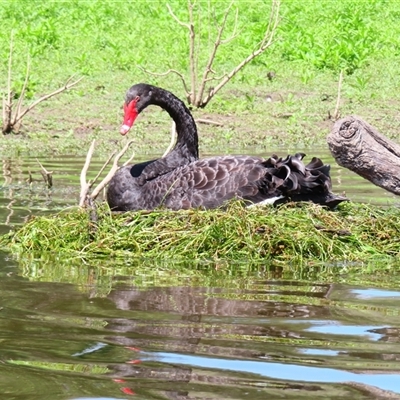 Cygnus atratus (Black Swan) at Yarrow, NSW - 4 Dec 2024 by MB