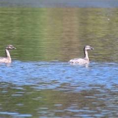 Poliocephalus poliocephalus (Hoary-headed Grebe) at Fyshwick, ACT - 11 Dec 2024 by MB