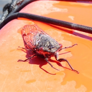 Psaltoda moerens (Redeye cicada) at Fyshwick, ACT by MB