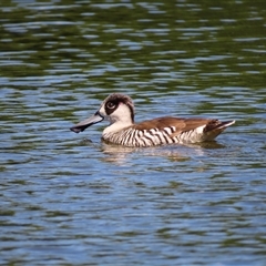 Malacorhynchus membranaceus (Pink-eared Duck) at Campbell, ACT - 11 Dec 2024 by MB