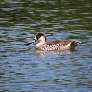 Malacorhynchus membranaceus at Campbell, ACT by MB