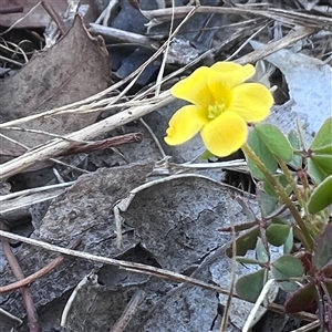 Oxalis sp. at Higgins, ACT - 11 Dec 2024 11:16 AM