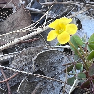 Oxalis sp. (Wood Sorrel) at Higgins, ACT - 11 Dec 2024 by Untidy