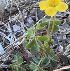 Oxalis sp. at Higgins, ACT - 11 Dec 2024 11:16 AM