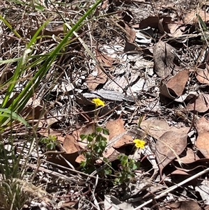 Oxalis sp. at Higgins, ACT - 11 Dec 2024 11:16 AM