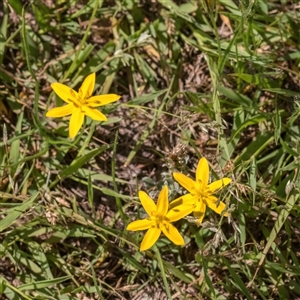 Hypoxis hygrometrica var. villosisepala (Golden Weather-grass) at Forde, ACT by Cmperman