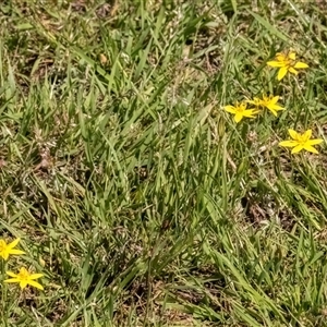 Hypoxis hygrometrica var. villosisepala at Forde, ACT - 11 Dec 2024