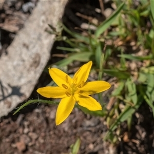 Hypoxis hygrometrica var. villosisepala at Forde, ACT - 11 Dec 2024